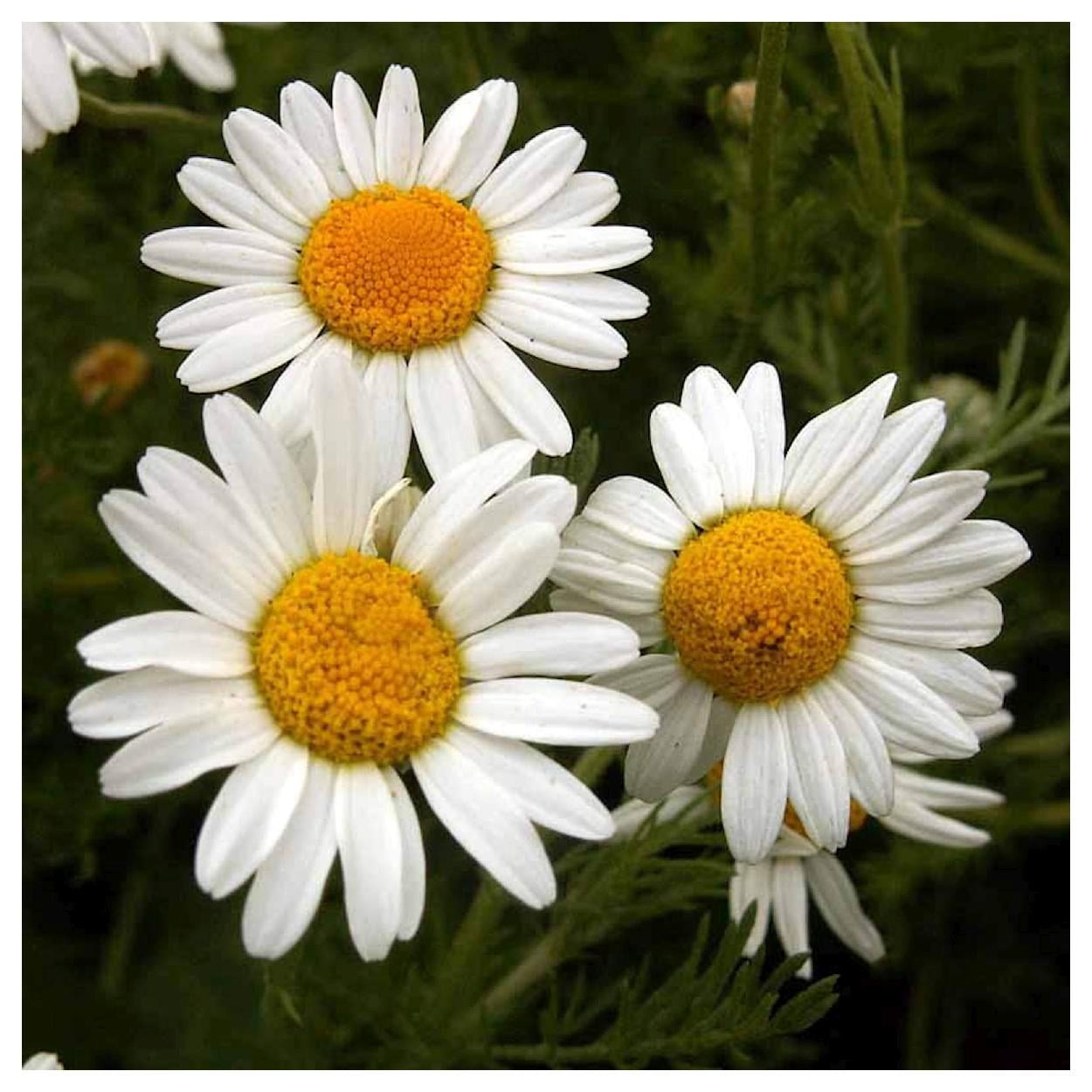 Everwilde Farms - 1 lb Roman Chamomile Garden Flower Seeds - Gold Vault Bulk Seed Packet