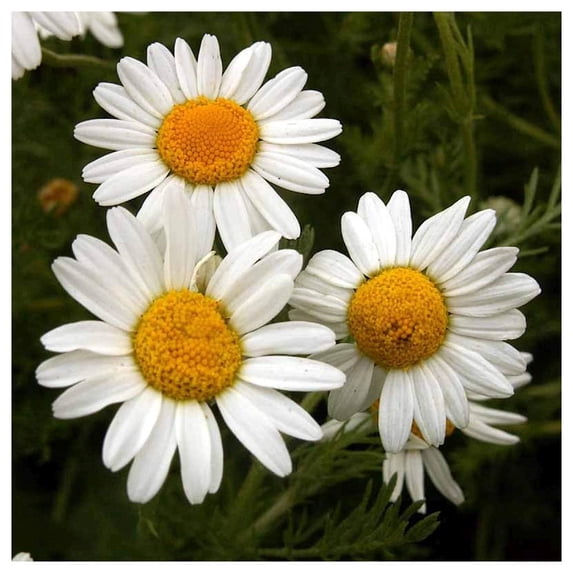 Everwilde Farms - 1 lb Roman Chamomile Garden Flower Seeds - Gold Vault Bulk Seed Packet
