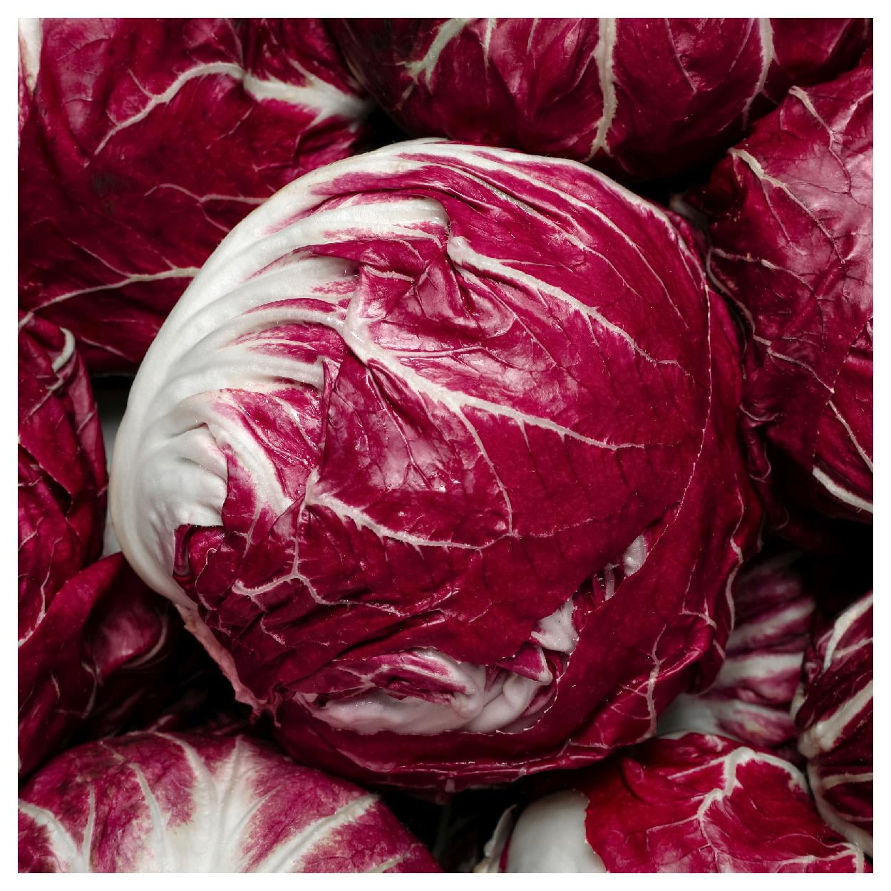 Everwilde Farms - 1 lb Rossa Di Verona Radicchio Endive Seeds - Gold Vault Bulk Seed Packet