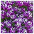 thumbnail image 1 of Everwilde Farms - 1 lb Royal Carpet Sweet Alyssum Garden Flower Seeds - Gold Vault Bulk Seed Packet, 1 of 4