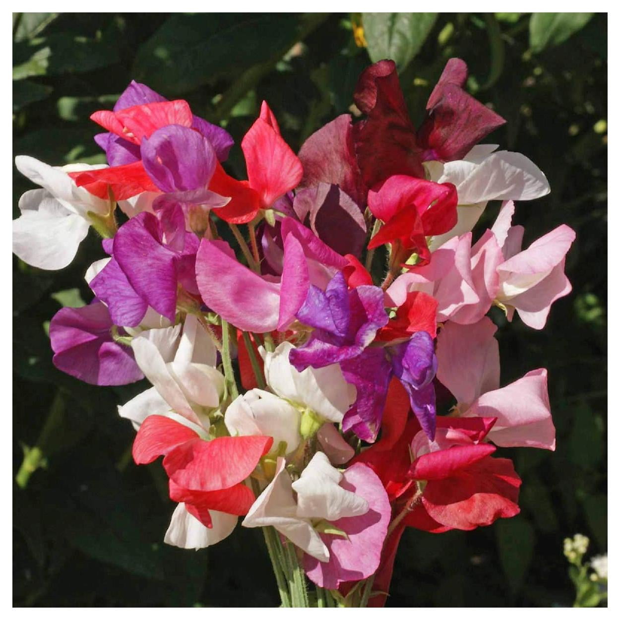 Everwilde Farms - 1 lb Royal Family Mixed Sweet Pea Garden Flower Seeds - Gold Vault Bulk Seed Packet