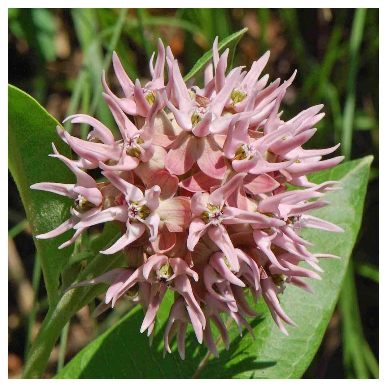Everwilde Farms - 1 lb Showy Milkweed Native Wildflower Seeds - Gold Vault Bulk Seed Packet