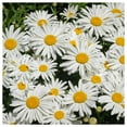 thumbnail image 1 of Everwilde Farms - 1 lb Silver Princess Shasta Daisy Garden Flower Seeds - Gold Vault Bulk Seed Packet, 1 of 3