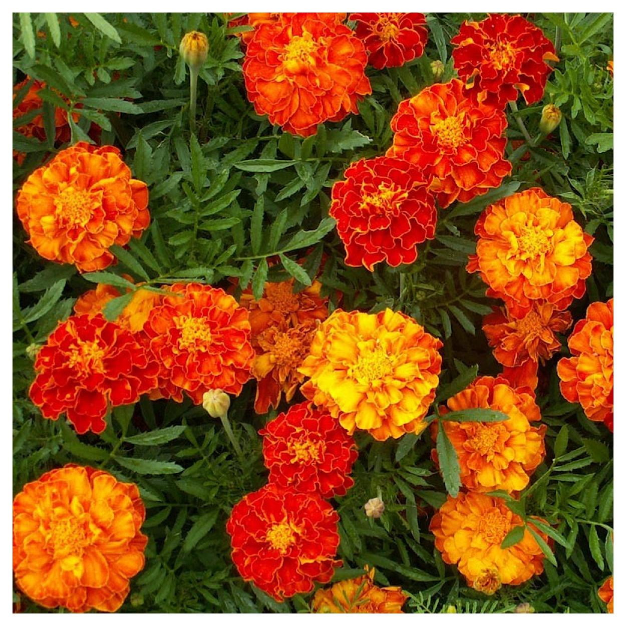 Everwilde Farms - 1 lb Sparky Mix French Marigold Garden Flower Seeds - Gold Vault Bulk Seed Packet