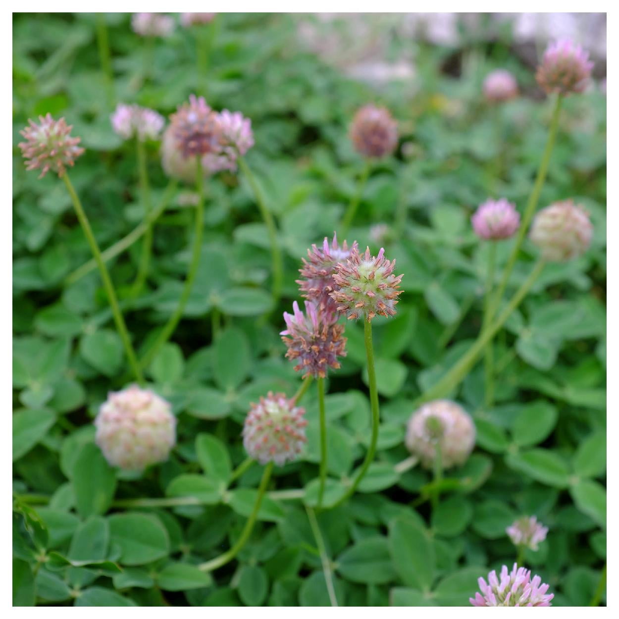 Everwilde Farms - 1 lb Strawberry Palestine Clover Garden Flower Seeds - Gold Vault Bulk Seed Packet