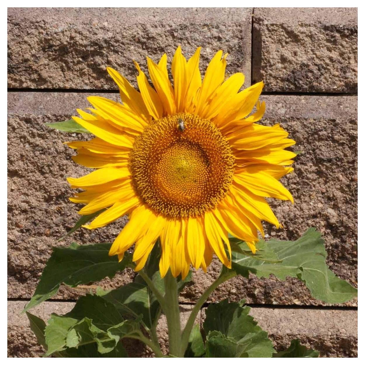 Everwilde Farms - 1 lb Sunspot Dwarf Sunflower Garden Flower Seeds - Gold Vault Bulk Seed Packet
