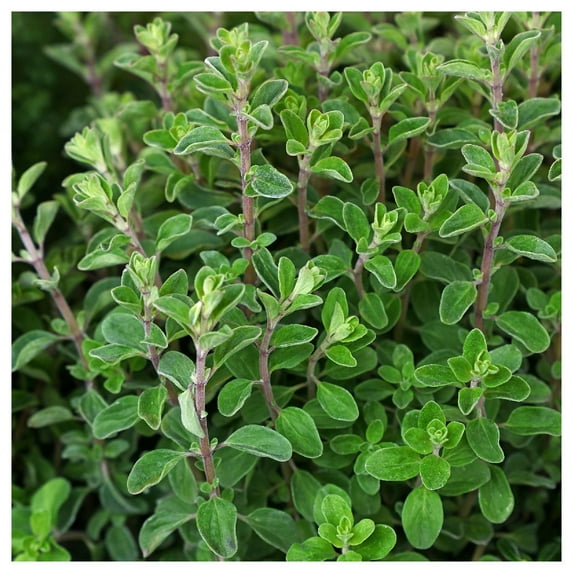 Everwilde Farms - 1 lb Sweet Marjoram Herb Seeds - Gold Vault Bulk Seed Packet