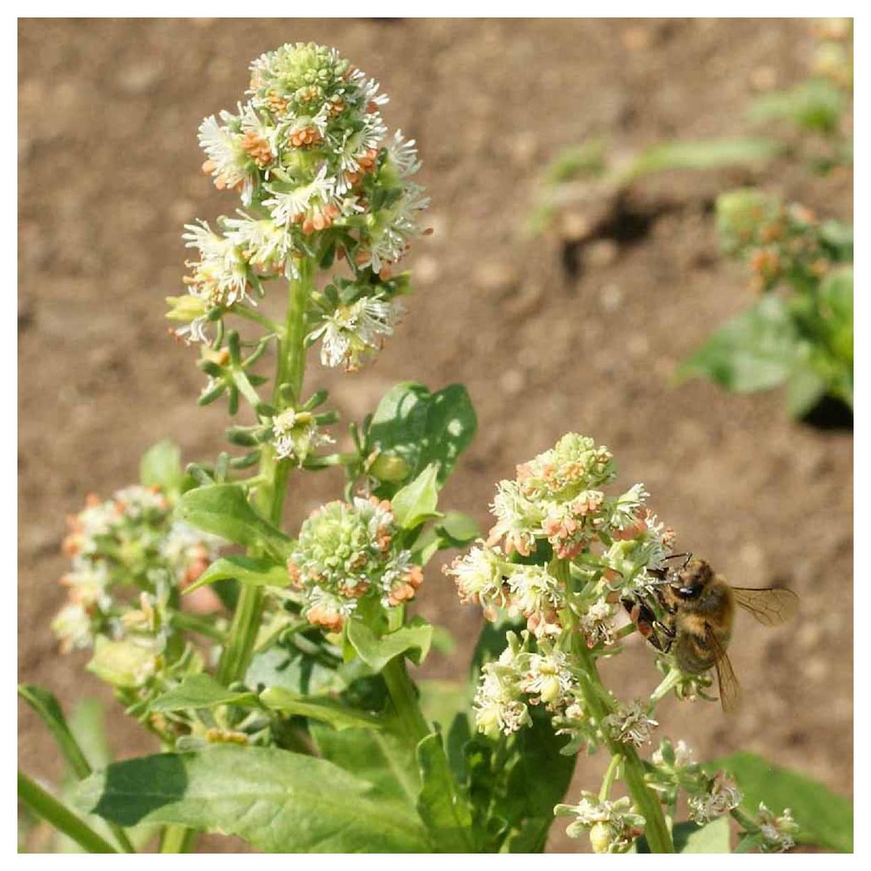 Everwilde Farms - 1 lb Sweet Mignonette Garden Flower Seeds - Gold Vault Bulk Seed Packet