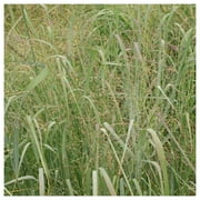 Everwilde Farms - 1 lb Switch Grass Native Grass Seeds - Gold Vault Bulk Seed Packet