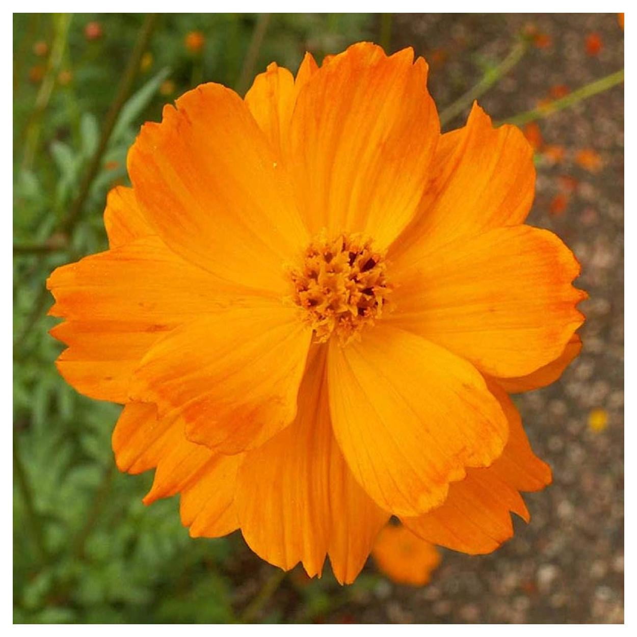 Everwilde Farms - 1 lb Tall Orange Suphur Cosmos Garden Flower Seeds - Gold Vault Bulk Seed Packet