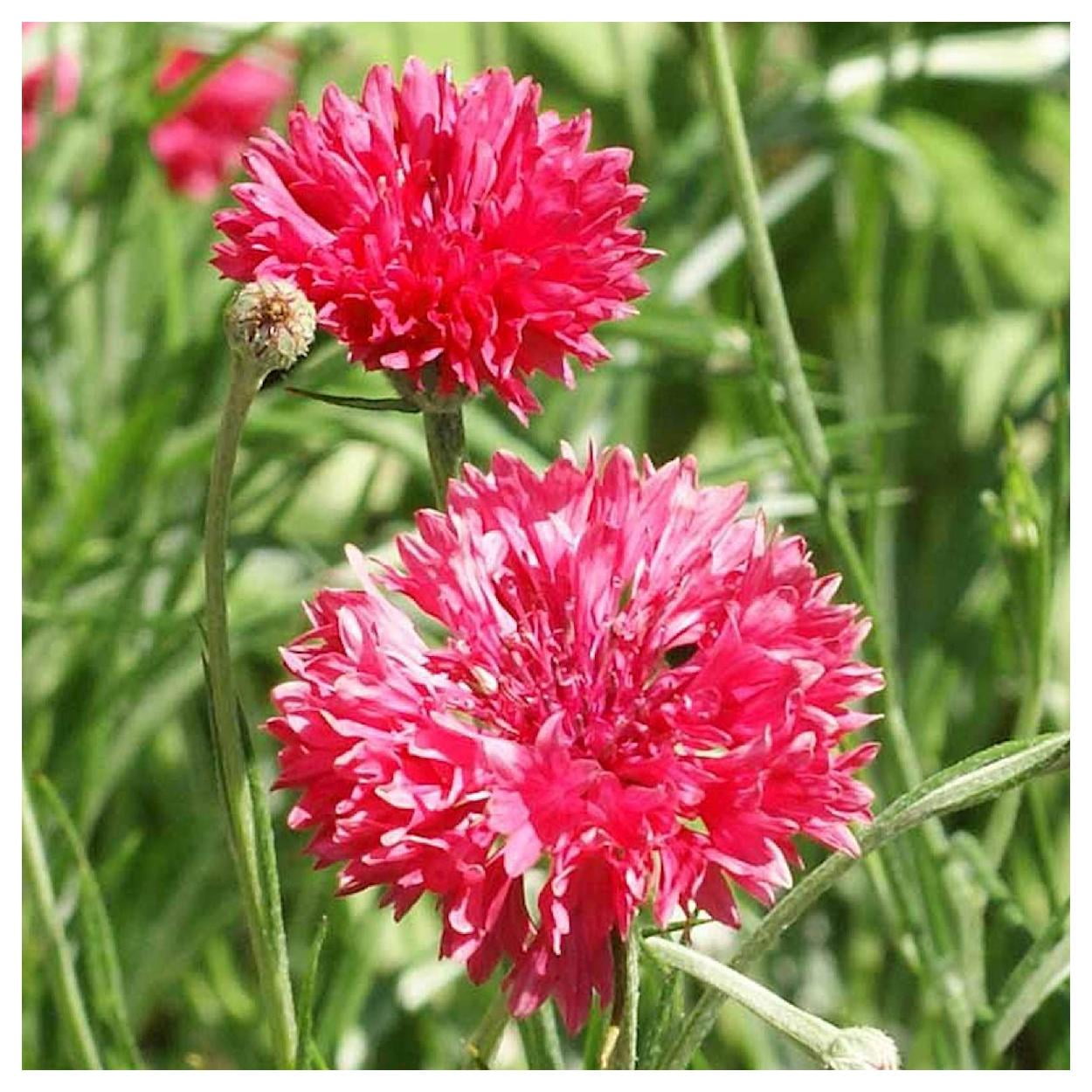 Everwilde Farms - 1 lb Tall Red Bachelor Button Cornflower Garden Flower Seeds - Gold Vault Bulk Seed Packet
