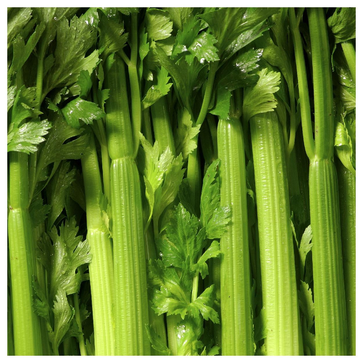 Everwilde Farms - 1 lb Tall Utah 52-70 Celery Seeds - Gold Vault Bulk Seed Packet