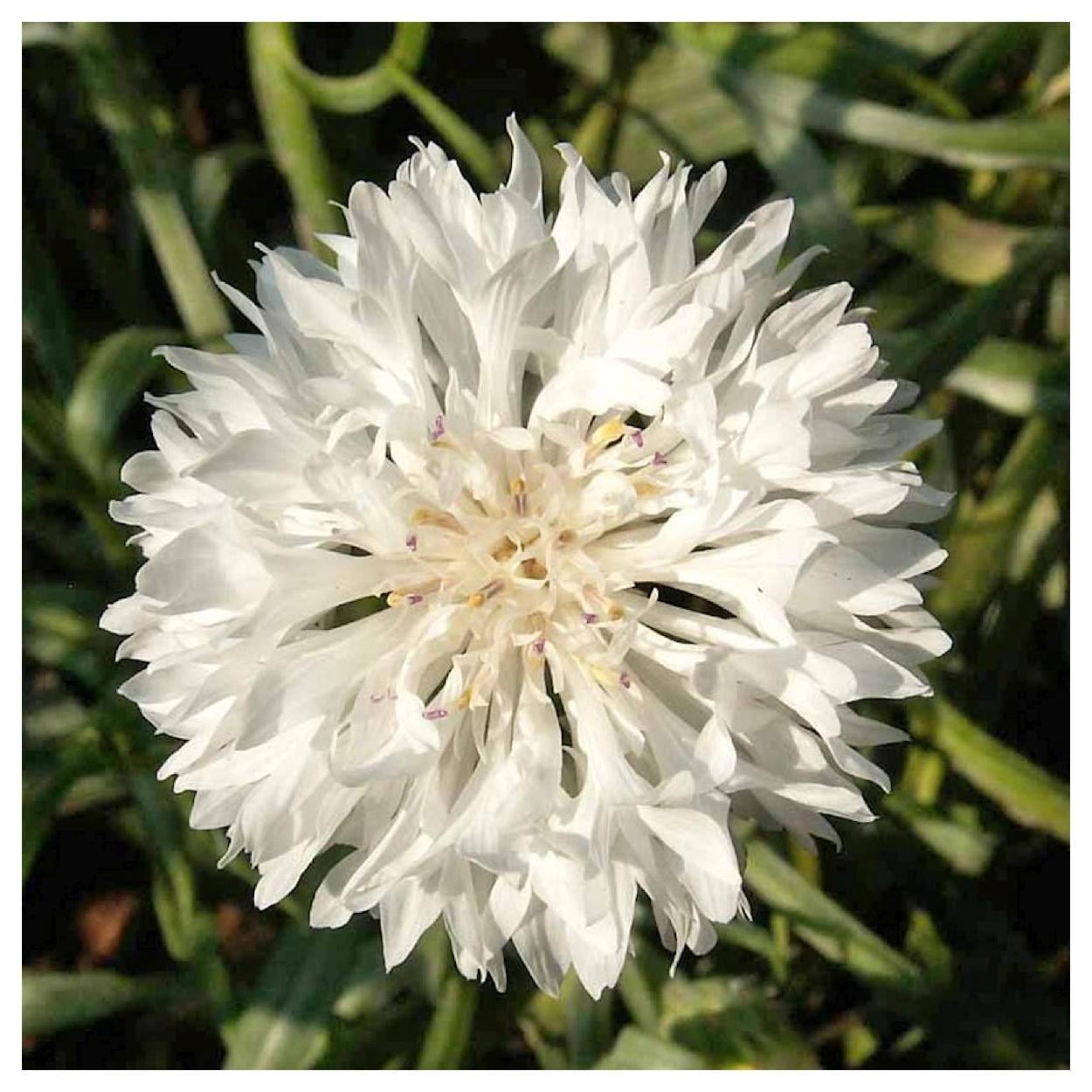 Everwilde Farms - 1 lb Tall White Bachelor Button Cornflower Garden Flower Seeds - Gold Vault Bulk Seed Packet