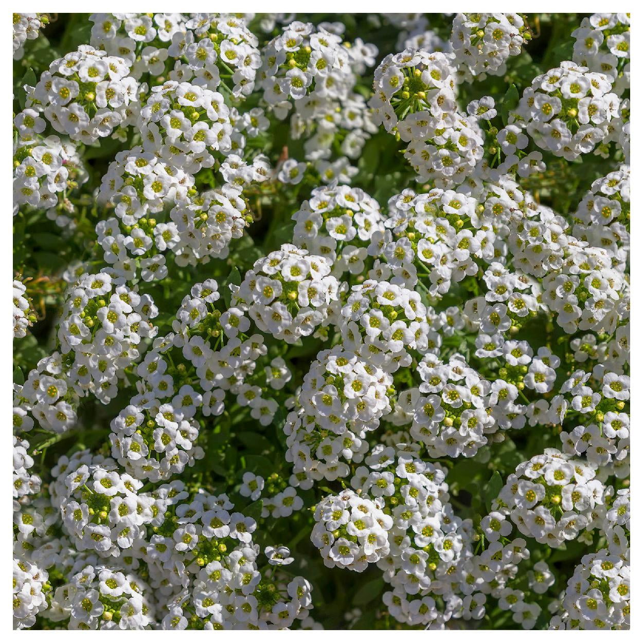 Everwilde Farms - 1 lb Tall White Sweet Alyssum Garden Flower Seeds - Gold Vault Bulk Seed Packet