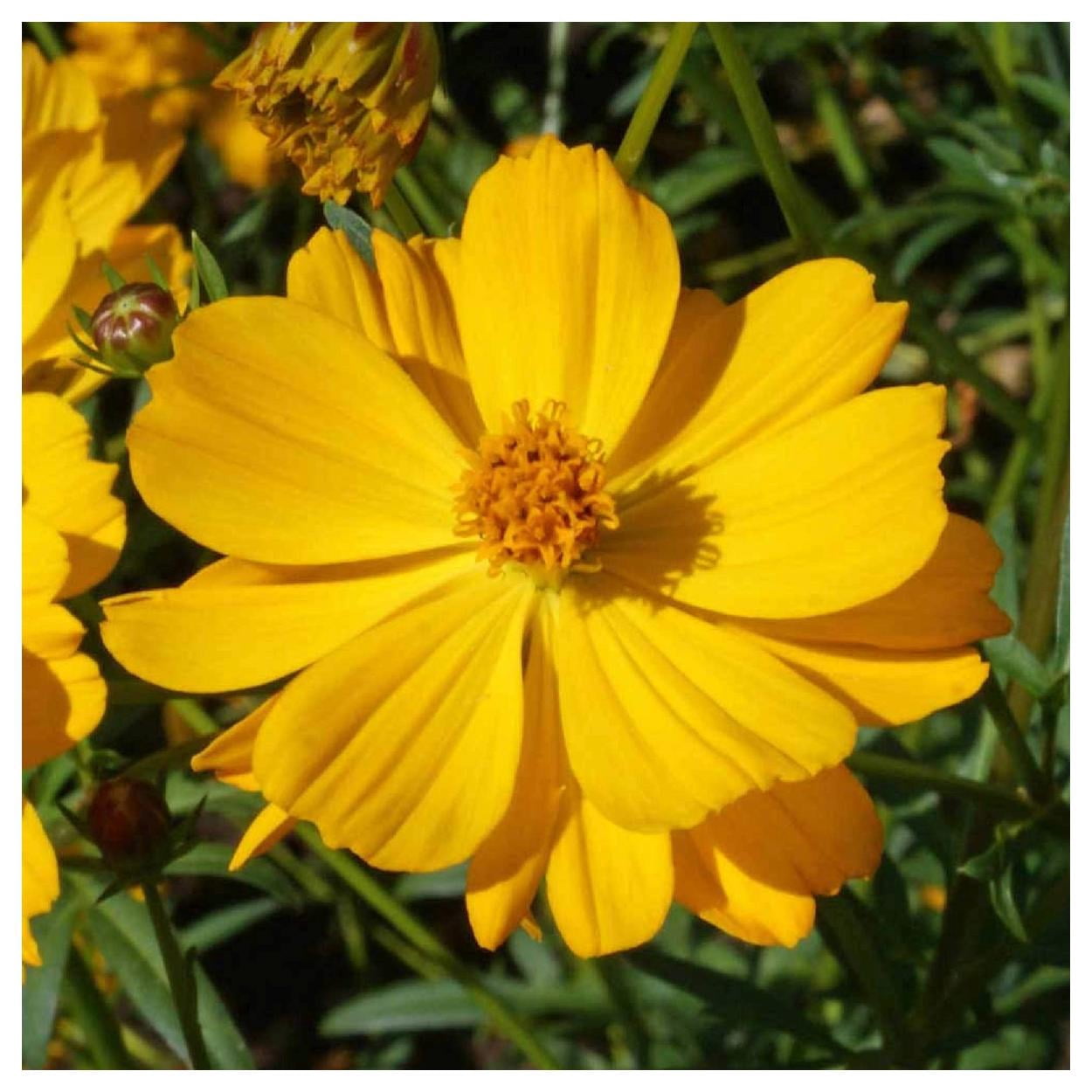 Everwilde Farms - 1 lb Tall Yellow Sulphur Cosmos Garden Flower Seeds - Gold Vault Bulk Seed Packet