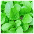 thumbnail image 1 of Everwilde Farms - 1 lb Tendergreen Mustard Seeds - Gold Vault Bulk Seed Packet, 1 of 3