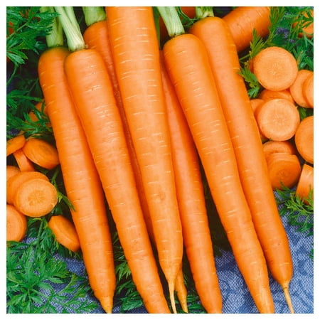 Everwilde Farms - 1 lb Tendersweet Carrot Seeds - Gold Vault Bulk Seed Packet
