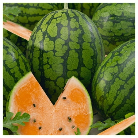 Everwilde Farms - 1 lb Tendersweet Orange Watermelon Seeds - Gold Vault Bulk Seed Packet