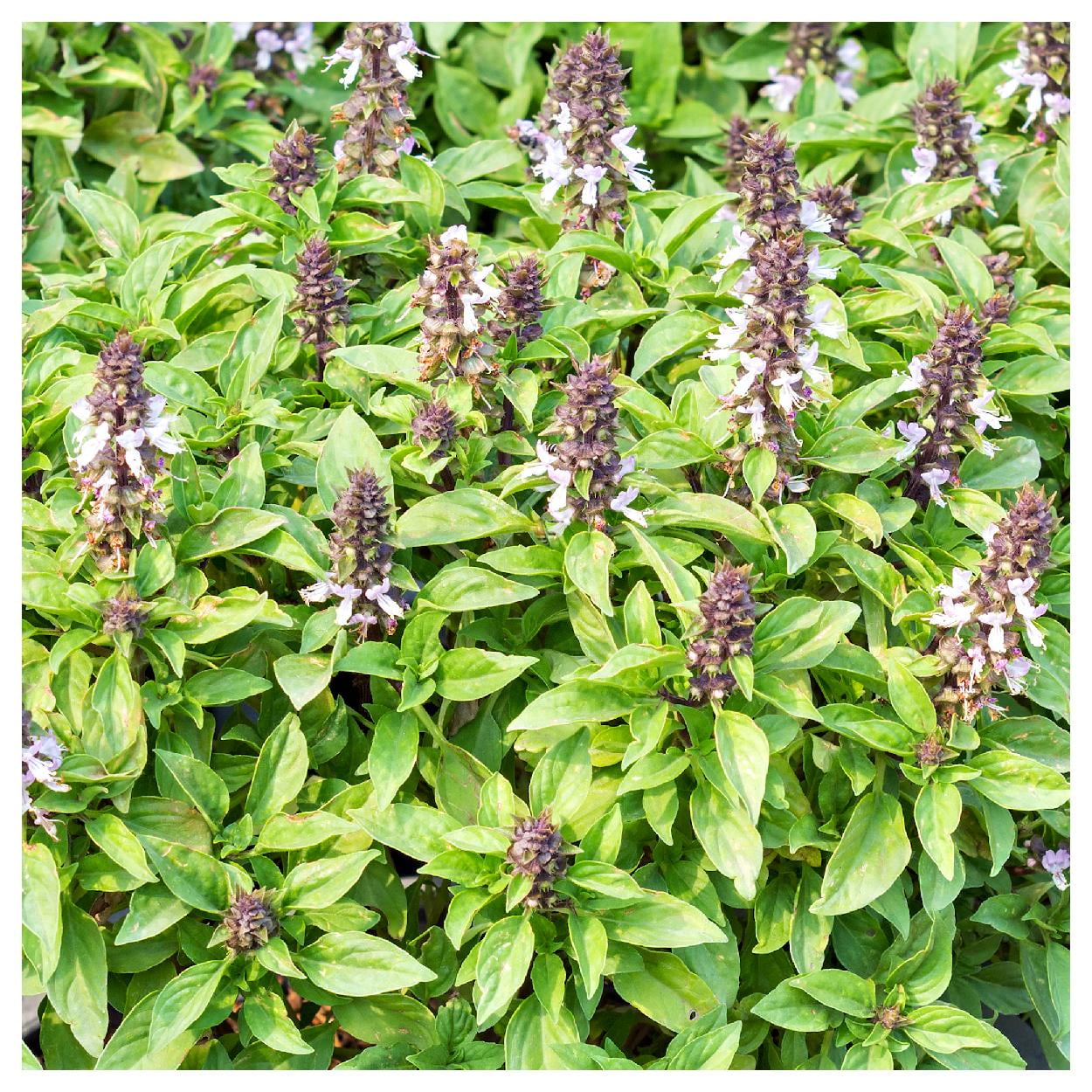Everwilde Farms - 1 lb Thai Basil Herb Seeds - Gold Vault Bulk Seed Packet