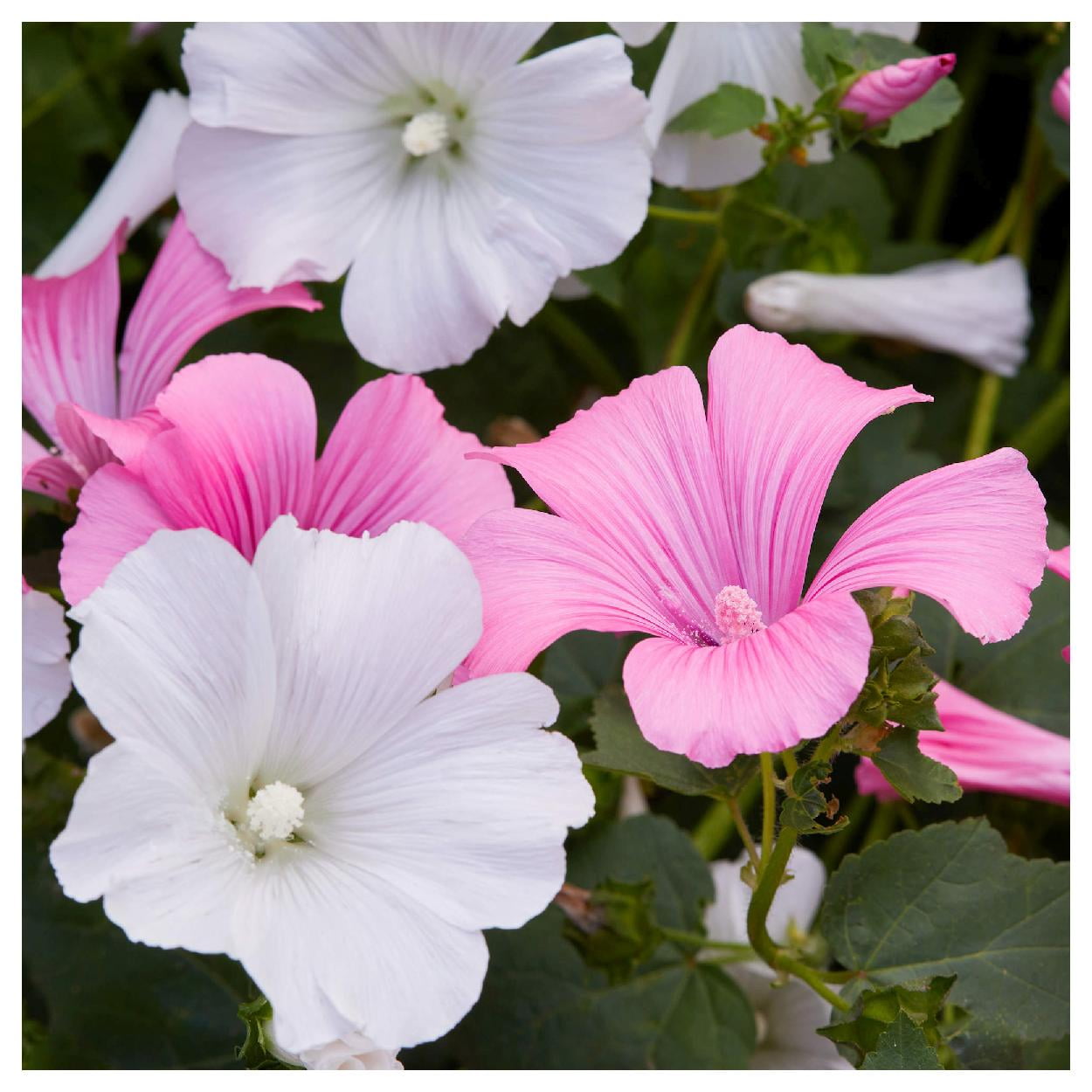 Everwilde Farms - 1 lb Tree Mallow Garden Flower Seeds - Gold Vault Bulk Seed Packet