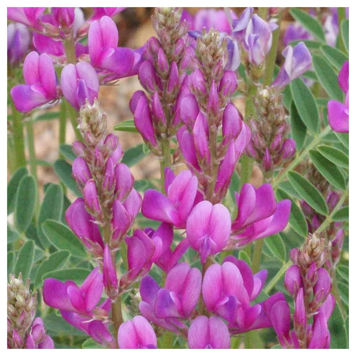Everwilde Farms - 1 lb Utah Sweetvetch Native Wildflower Seeds - Gold Vault Bulk Seed Packet