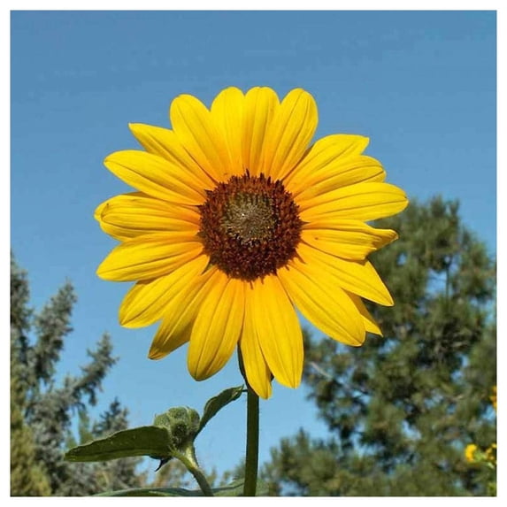 Everwilde Farms - 1 lb Wild Annual Sunflower Native Wildflower Seeds - Gold Vault Bulk Seed Packet