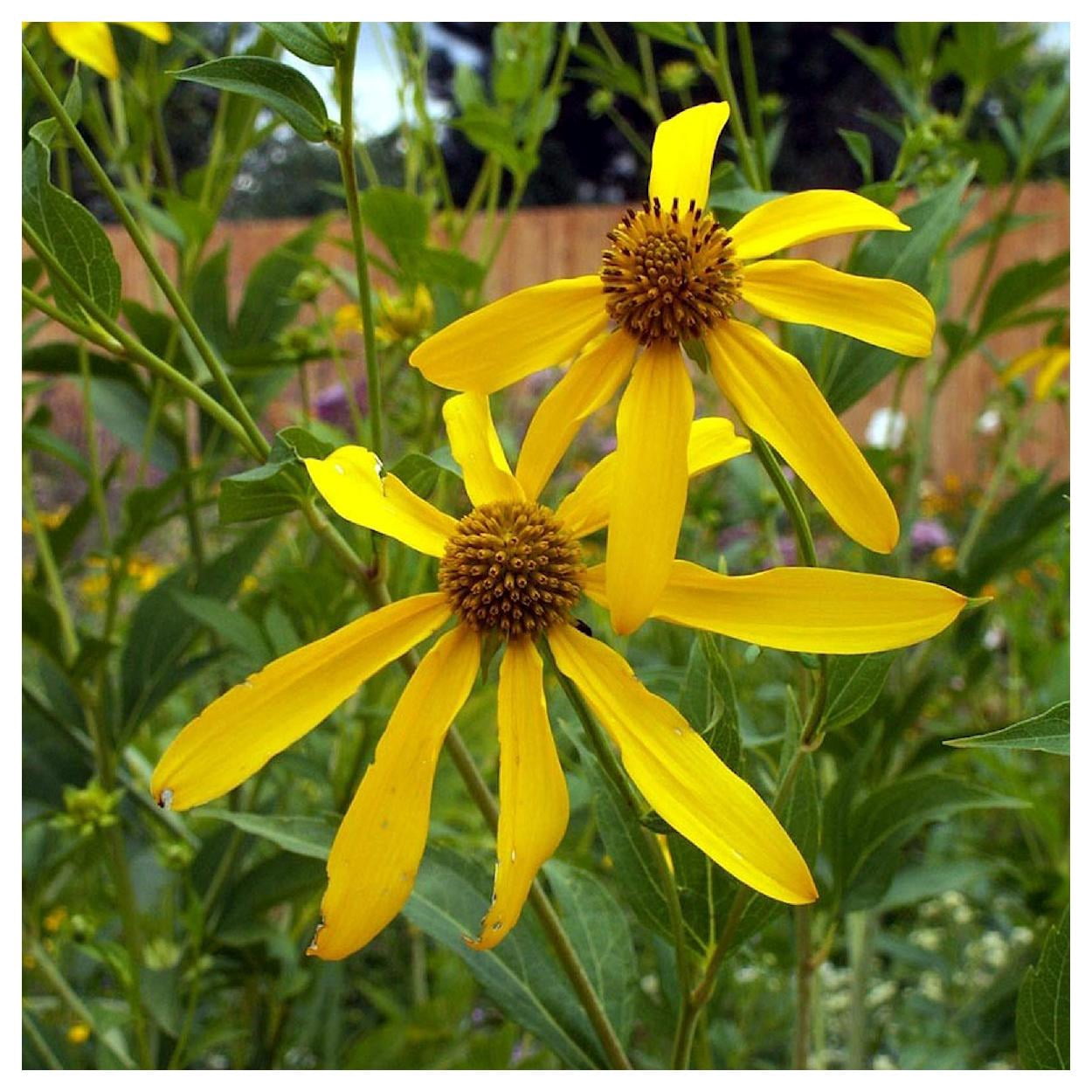 Everwilde Farms - 1 lb Wild Golden Glow Native Wildflower Seeds - Gold Vault Bulk Seed Packet