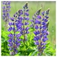 thumbnail image 1 of Everwilde Farms - 1 lb Wild Lupine Native Wildflower Seeds - Gold Vault Bulk Seed Packet, 1 of 4