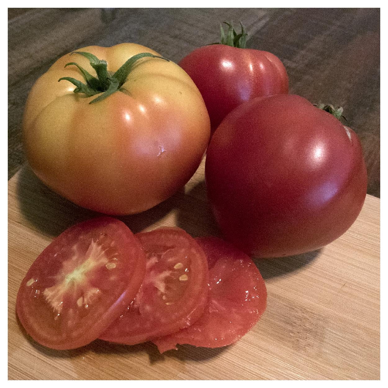 Everwilde Farms - 1 oz Abe Lincoln Heirloom Tomato Seeds - Gold Vault Bulk Seed Packet