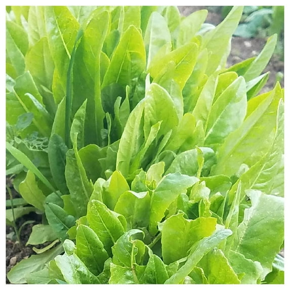 Everwilde Farms - 1 oz Amish Deer Tongue Leaf Lettuce Seeds - Gold Vault Bulk Seed Packet