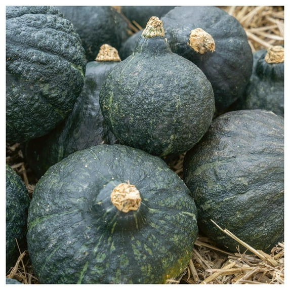 Everwilde Farms - 1 oz Anna Swartz Hubbard Winter Squash Seeds - Gold Vault Bulk Seed Packet