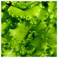 thumbnail image 1 of Everwilde Farms - 1 oz Arianna Batavian Lettuce Seeds - Gold Vault Bulk Seed Packet, 1 of 3