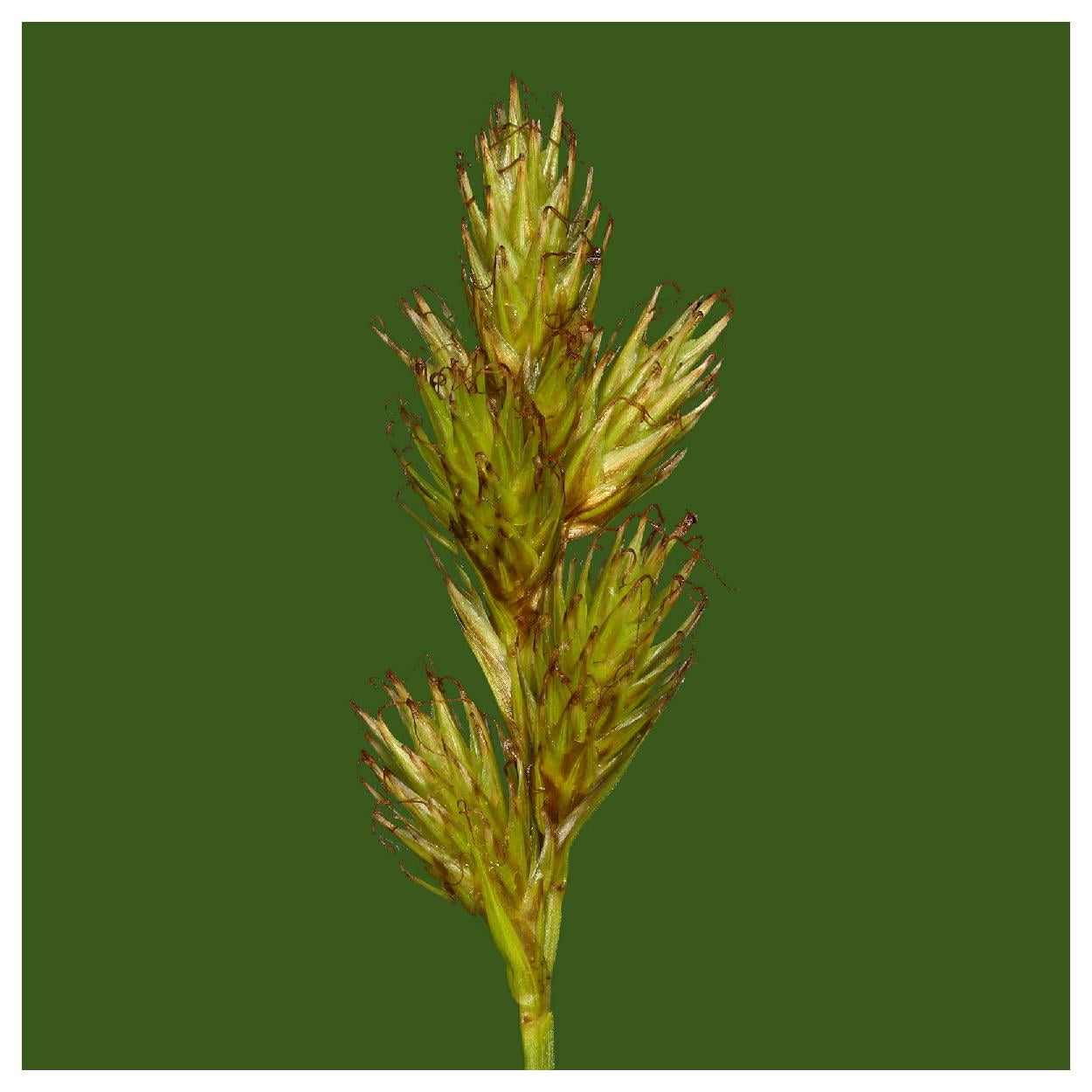 Everwilde Farms - 1 oz Awl fruited Oval Sedge Native Grass Seeds - Gold Vault Bulk Seed Packet