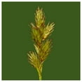 thumbnail image 1 of Everwilde Farms - 1 oz Awl fruited Oval Sedge Native Grass Seeds - Gold Vault Bulk Seed Packet, 1 of 2