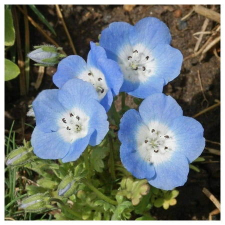 Everwilde Farms - 1 oz Baby Blue Eyes Native Wildflower Seeds - Gold Vault Bulk Seed Packet