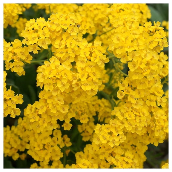Everwilde Farms - 1 oz Basket of Gold Garden Flower Seeds - Gold Vault Bulk Seed Packet
