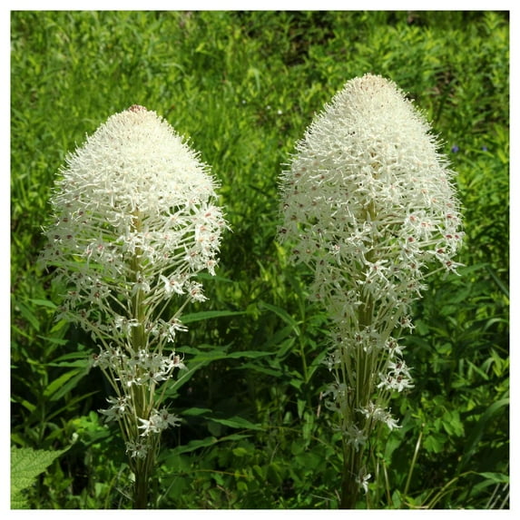 Everwilde Farms - 1 oz Bear Grass Native Wildflower Seeds - Gold Vault Bulk Seed Packet