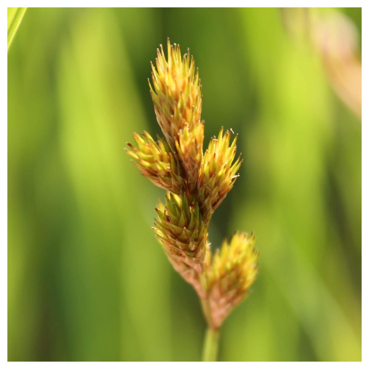 Everwilde Farms - 1 oz Bebbs Oval Sedge Native Grass Seeds - Gold Vault Bulk Seed Packet