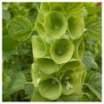 thumbnail image 1 of Everwilde Farms - 1 oz Bells of Ireland Garden Flower Seeds - Gold Vault Bulk Seed Packet, 1 of 3