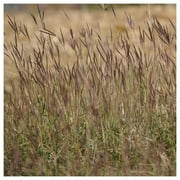 Everwilde Farms - 1 oz Big Bluestem Native Grass Seeds - Gold Vault Bulk Seed Packet