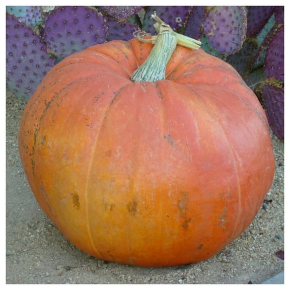 Everwilde Farms - 1 oz Big Max Pumpkin Seeds - Gold Vault Bulk Seed Packet