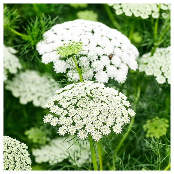 Everwilde Farms - 1 oz Bishops Flower Garden Flower Seeds - Gold Vault Bulk Seed Packet