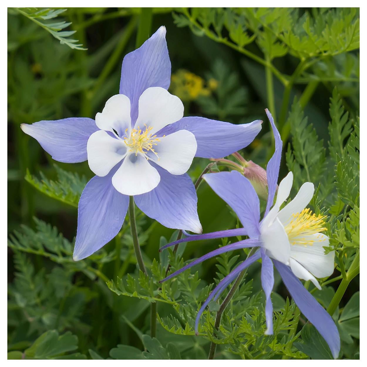 Everwilde Farms - 1 oz Blue Rocky Mountain Columbine Native Wildflower Seeds  - Gold Vault Bulk Seed Packet - Walmart.com