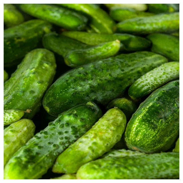 Everwilde Farms 1 oz Boston Pickling Cucumber Seeds Gold Vault Bulk Seed Packet