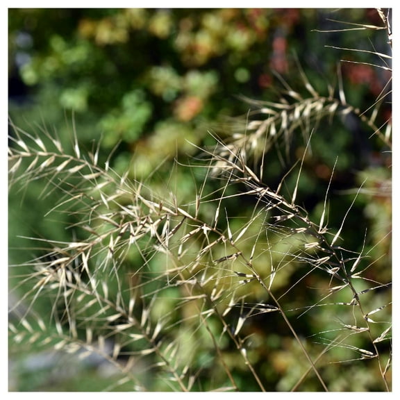 Everwilde Farms - 1 oz Bottlebrush Grass Native Grass Seeds - Gold Vault Bulk Seed Packet
