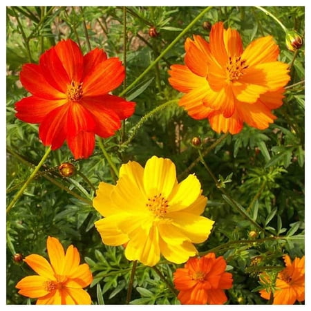 Everwilde Farms - 1 oz Bright Lights Mixed Sulphur Cosmos Garden Flower Seeds - Gold Vault Bulk Seed Packet
