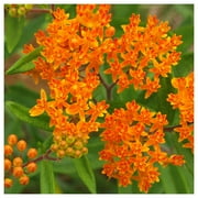 Everwilde Farms - 1 oz Butterfly Weed Native Wildflower Seeds - Gold Vault Bulk Seed Packet