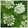 thumbnail image 1 of Everwilde Farms - 1 oz Caraway Herb Seeds - Gold Vault Bulk Seed Packet, 1 of 3
