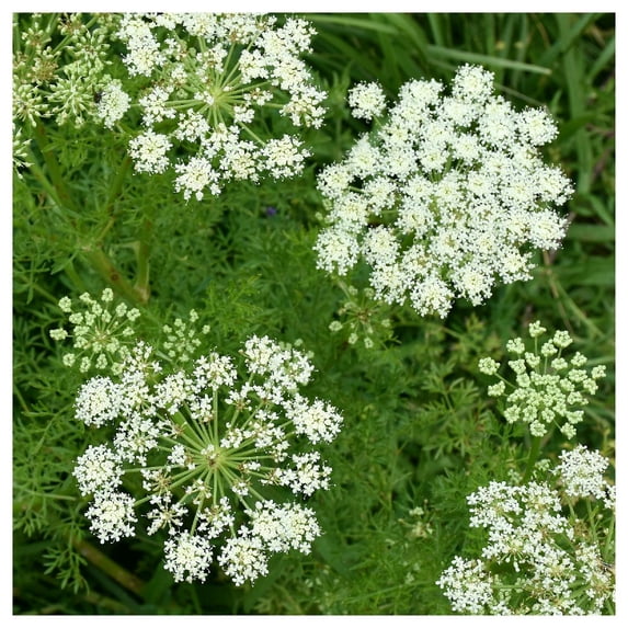Everwilde Farms - 1 oz Caraway Herb Seeds - Gold Vault Bulk Seed Packet