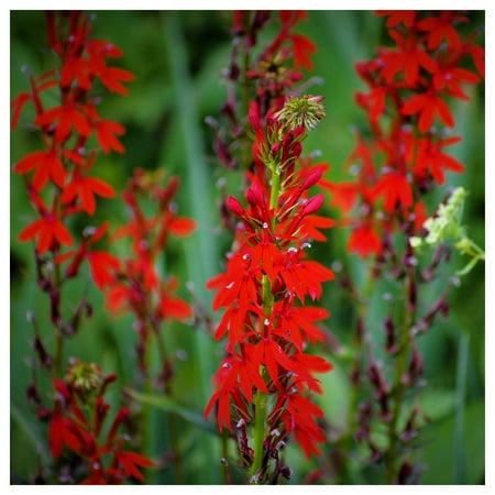 Everwilde Farms - 1 oz Cardinal Flower Native Wildflower Seeds - Gold Vault Bulk Seed Packet